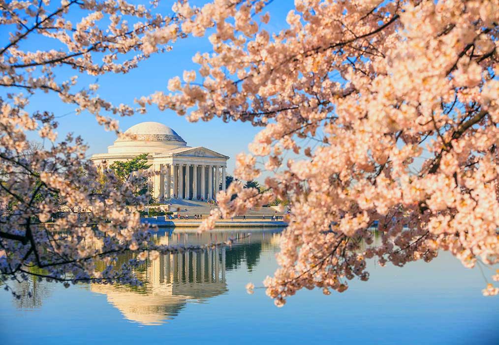 Festivals and Celebrations in Washington, D.C.: Unmissable Events Year-Round